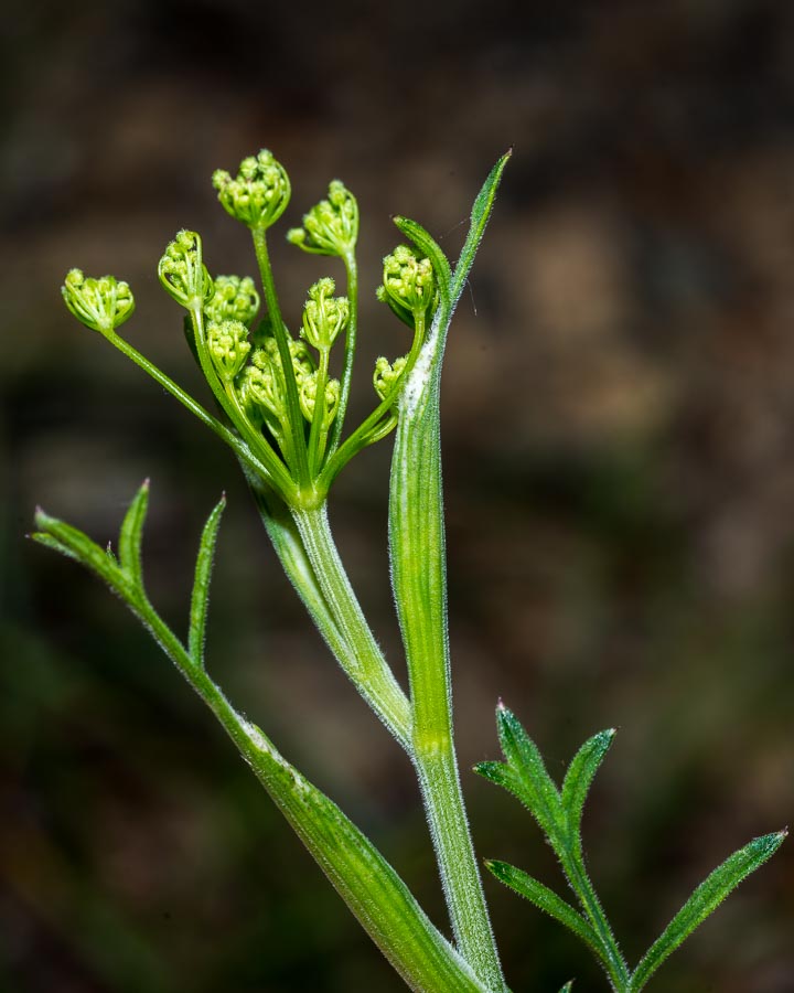 Pimpinella ?